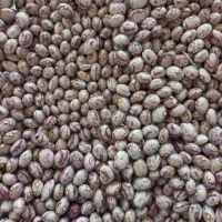 لوبیا چیتی امساله مشتری پسند