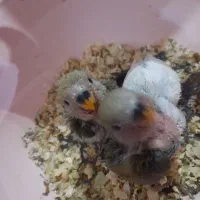 کوتوله گوم شده