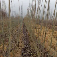 صنوبر و کبوده|خدمات باغبانی و درختکاری|میاندوآب, |دیوار