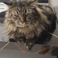 گربه میکس پرشین