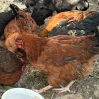 نیمچه مرغ و خروس محلی