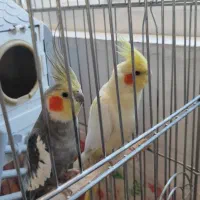 یک جفت عروس هلندی نروماده مولدباتجهیزات