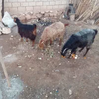 سه عدد بز بفروش می رسد