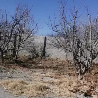 هرس بیل کود باغداری