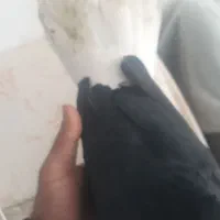 کبوتر|پرنده|همدان, |دیوار