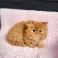 واگذاری گربه اسکاتیش پرشین گلد