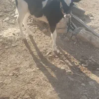 گاو گوساله دورگ