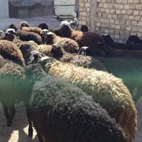 25راس بره شالی|حیوانات مزرعه|کرج, شهرک فرهنگیان|دیوار
