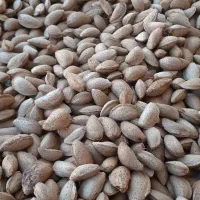 خریدار بادام مامایی و ربیع و بادام سنگی|عمدهفروشی|تهران, سیزده آبان|دیوار