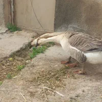 اوردک روسی غوقازاکراینی اردک پروازی