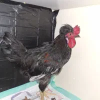 خروس کاکلی مشکی ۴ماهه