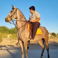 مادیان شجره دار سواریدار