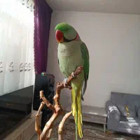 شاه طوطی مولد سخنگو|پرنده|سبزوار, کهنه آب|دیوار