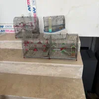 قفس عروس آویز وسهره
