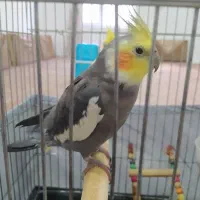 عروس هلندی نر و ماده