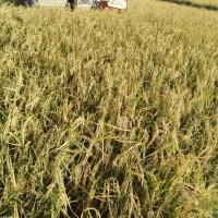 برنج خوشمزه محلی درجه 1|خوردنی و آشامیدنی|بروجرد, |دیوار