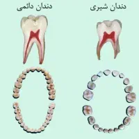 دندان شیری و دائمی برای دانشجویان