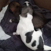 حیوان خانگی