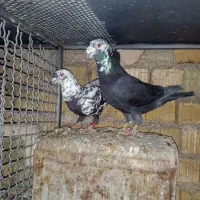 نروماده بزک سیاه به شرط تخم و جوجه