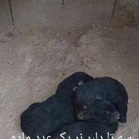 سه تا توله سیاه یکی ماده دوتا نر|سگ|مبارکه, |دیوار