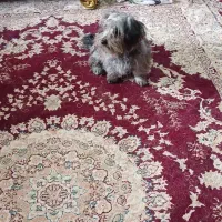 شیتزو  با نمک ماده|سگ|منجیل, |دیوار