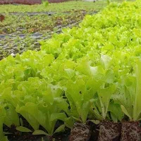 فروش نشا کاهو فرانسوی سبز