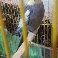 عروس هلندی مولد|پرنده|نور, |دیوار