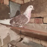 کبوتر پرشی|پرنده|ماکو, |دیوار