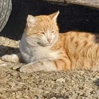 گربه فهمیده و پسند گربه طلایی