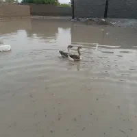 قوغاز|حیوانات مزرعه|میناب, |دیوار