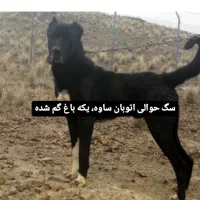 سگ سرابی