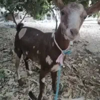 بز شکالی نر|حیوانات مزرعه|بندر گناوه, |دیوار