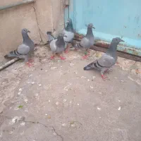 کبوترپلاکی