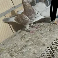 کبوتر به شرط کله