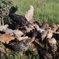 مرکزتولید و فروش گوشت مرغ و خروس کوردی و فروش جوجه|حیوانات مزرعه|کرمانشاه, |دیوار