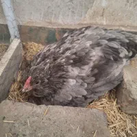 تخم مرغ نطفه دار گلین|حیوانات مزرعه|قم, بیانی|دیوار