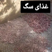 غذای سگ(گوشت گوساله پا کله اسکلت مرغ)نجم آباد