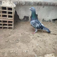 کبوتر سوسکی و قارقا