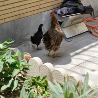مرغ تخم گذار