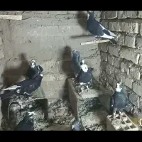 کفتر پلنگ