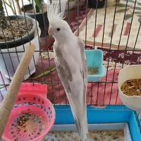 عروس هلندی آلبینو|پرنده|قدس, شهرقدس|دیوار