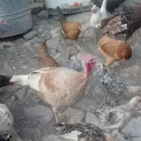 بوقلمون سرحال معاوضه باگردو|پرنده|یاسوج, |دیوار