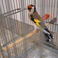 سهره|پرنده|اراک, |دیوار