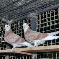 کفتر ایرانی پرشی|پرنده|ایرانشهر, |دیوار