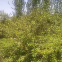 زمین-200متر-مسکونی