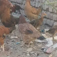 جوجه لاری و نوچه معاوضه با عروس ماده یا جفت