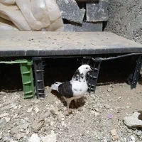 گرفتنی تهرانی . معاوضه