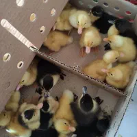 جوجه اردک پکنی تخمگذار و گوشتی|حیوانات مزرعه|مشهد, ارشاد|دیوار