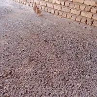 زرد کرمانی اصل