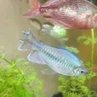 ماهی تترا کنگو کمیاب|ماهی|شیراز, شهرک بهشتی|دیوار